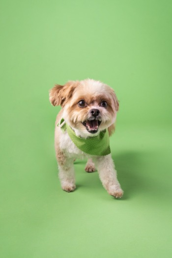 yorkie chon on a green background